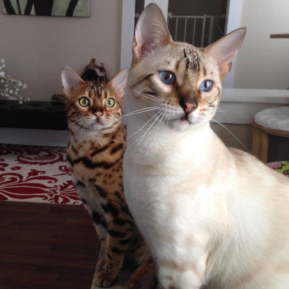 Meet your Posher, Denise